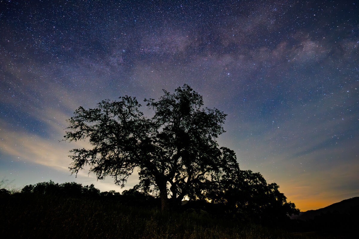 Oak under the core