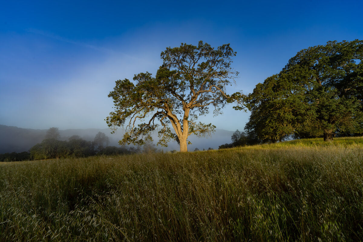 Fog comes up the ridge