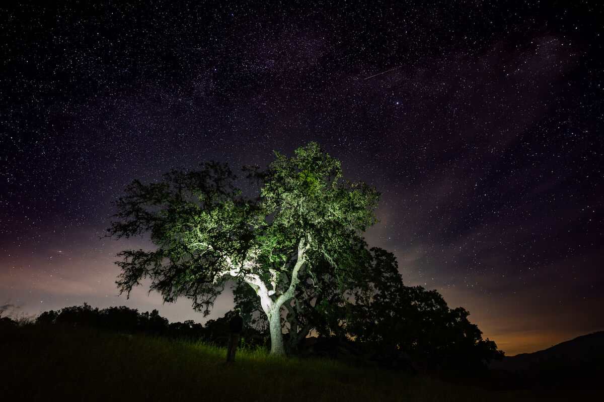 Valley oak
